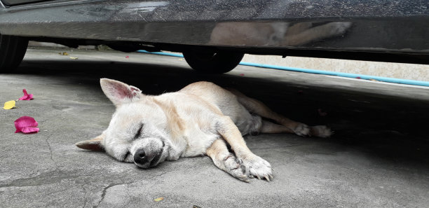 动物/野生动物图片下载