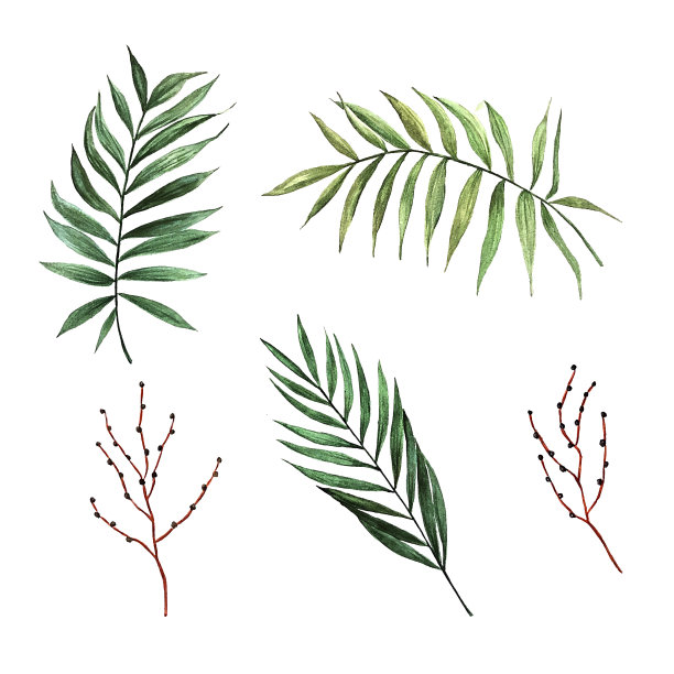 有种子的水彩棕榈叶。在白色背景上分离的合成。图片下载