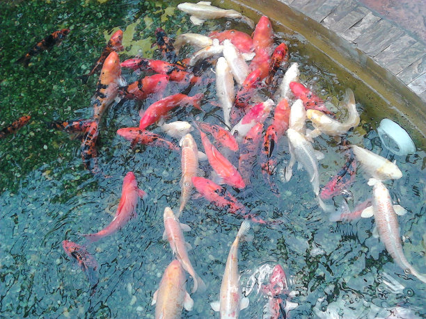 佩兹·卡帕图片下载