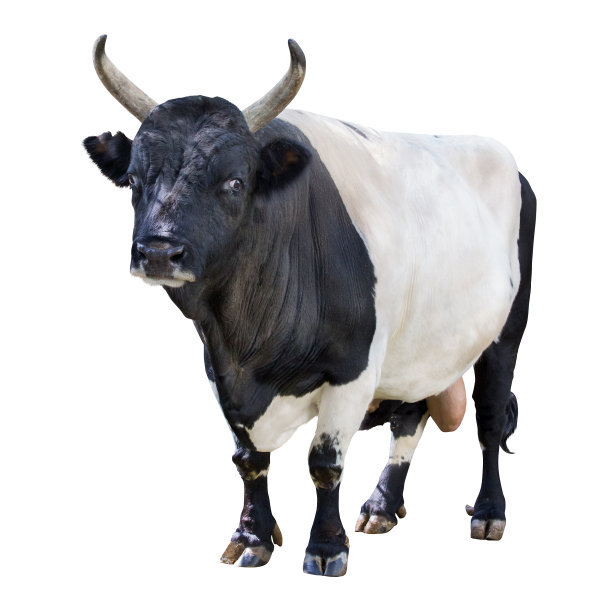 黑白相间的孤立公牛图片下载