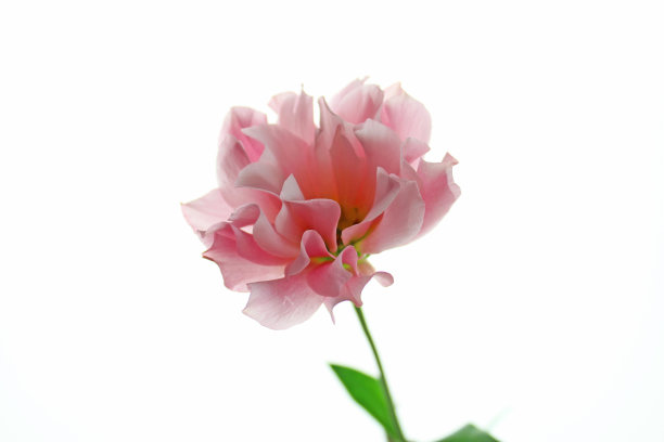 白色背景上的粉色蓝铃草图片下载