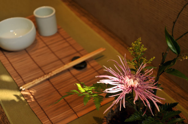 盆栽植物图片下载