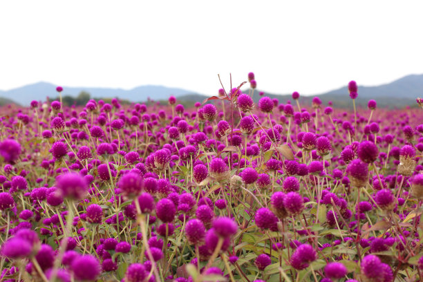 全球紫红色的花图片下载