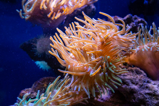 石照片素材专题