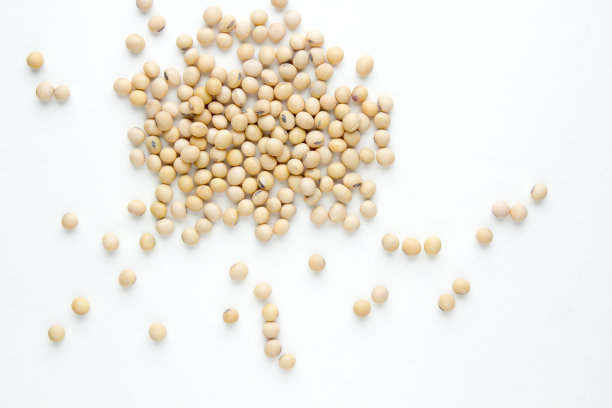 灰色背景上的大豆。前视图。图片下载
