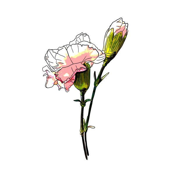 孤立的粉红色康乃馨画图片下载