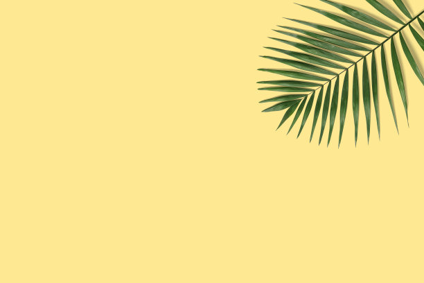 黄色背景上的热带棕榈叶图片下载