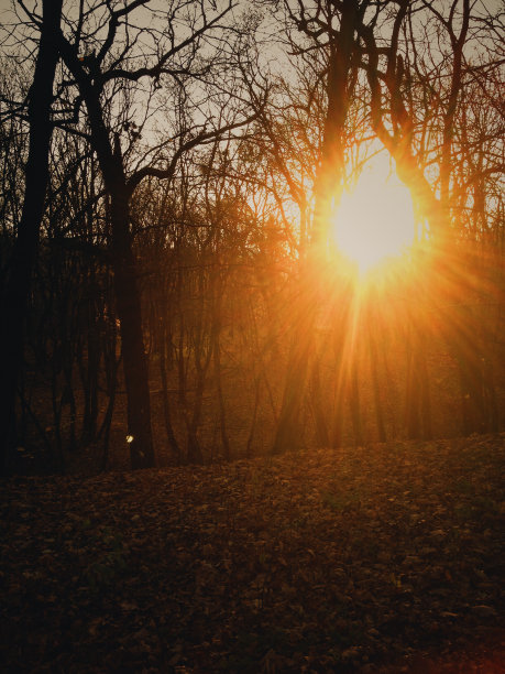 森林景观金秋图片下载