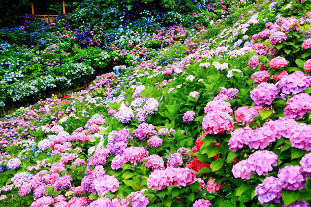 日本爱知县片原温泉的绣球花图片下载