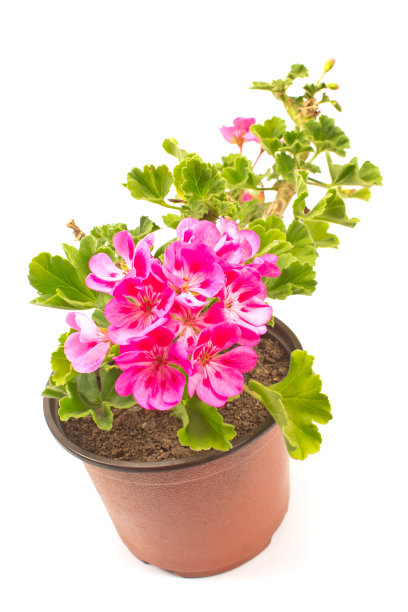 天竺葵花在盆中孤立在白色上图片下载
