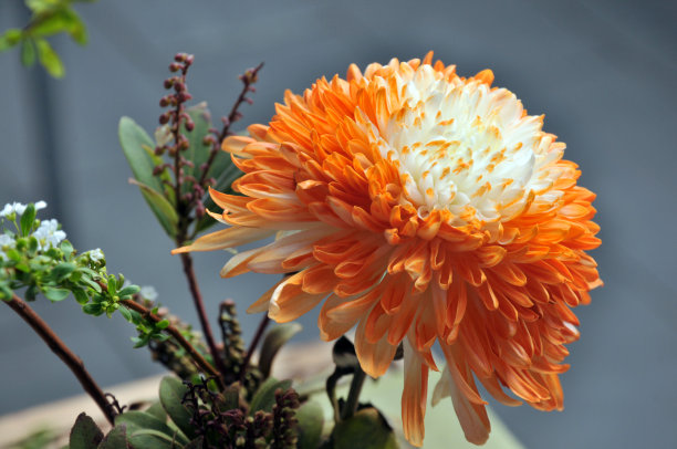 盆栽植物图片下载