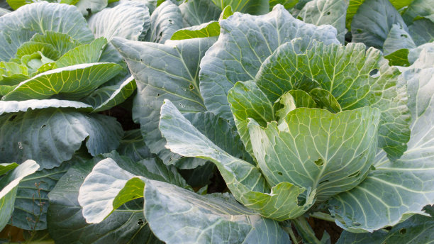 在花园里的绿色生卷心菜。图片下载