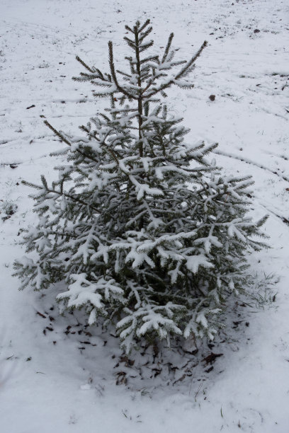 冬天被雪覆盖的云杉树苗图片下载