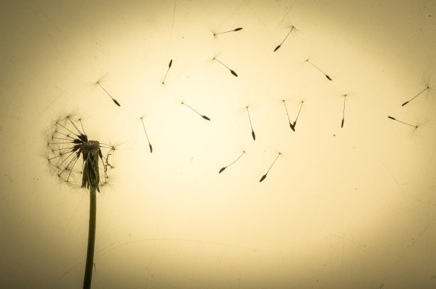 蒲公英。图片下载