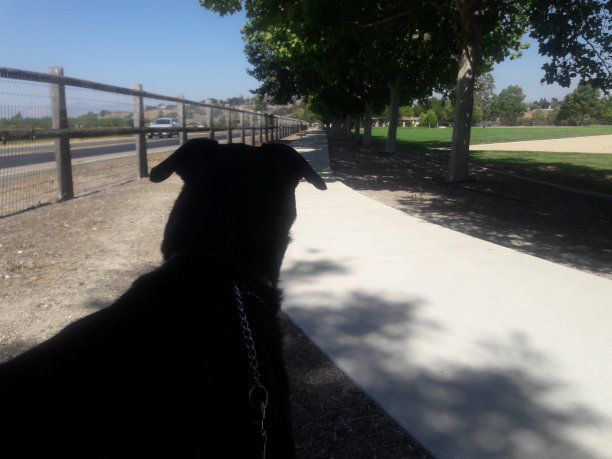 黑狗看。图片下载