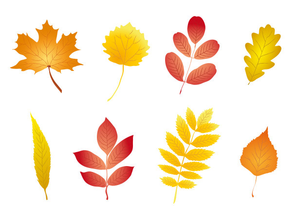 秋叶集图片下载