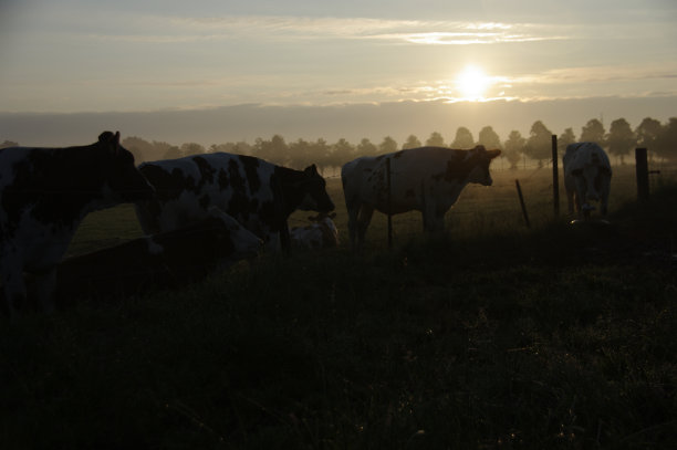 牛在轮廓图片下载