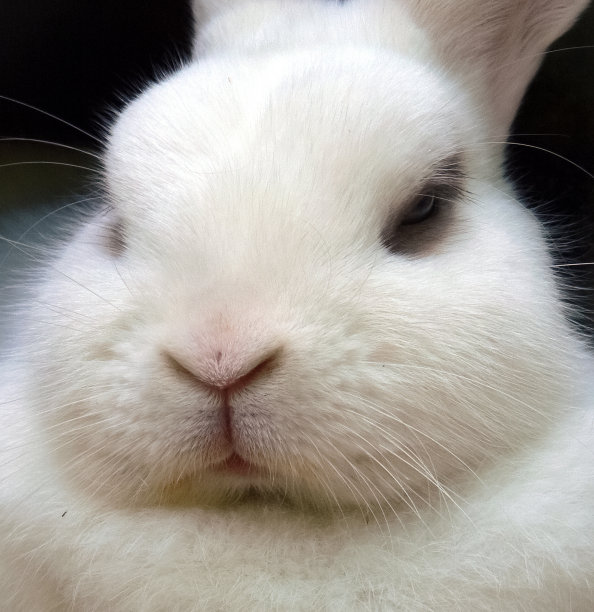 睡觉的白兔宠物-靠近图片下载