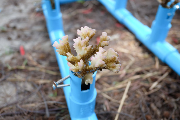 用管子做人造珊瑚。图片下载