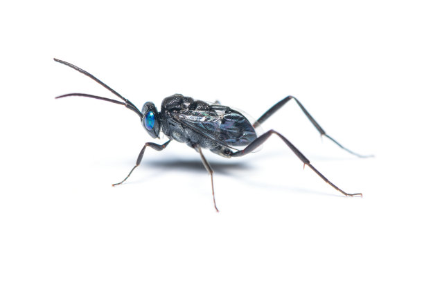 一只雌海军少尉黄蜂孤立在白色背景上图片下载