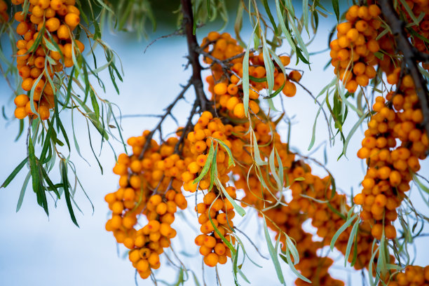 海巴克桑图片下载