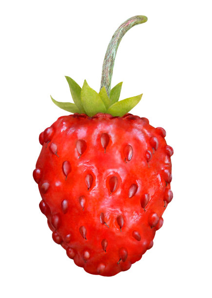 野生草莓孤立在白色背景上图片下载