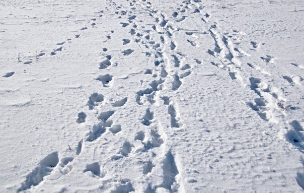 雪白的平原上有雪白的痕迹图片下载