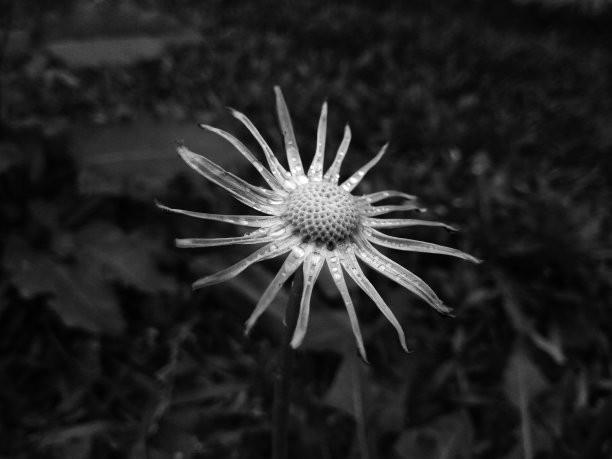 无花瓣花图片下载