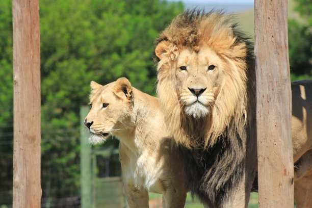 狮子和狮子图片下载