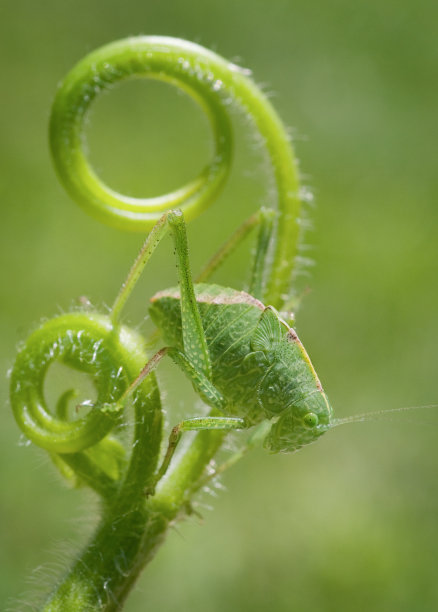 大角翅蝈蝈儿(菱形双叶小圆心)晚龄期(幼)图片下载