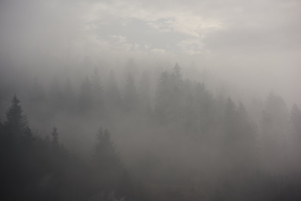 在寒冷的日子里，雾蒙蒙的森林图片下载