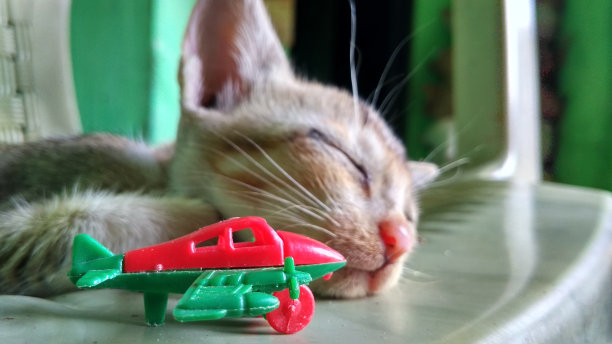 猫玩具图片下载