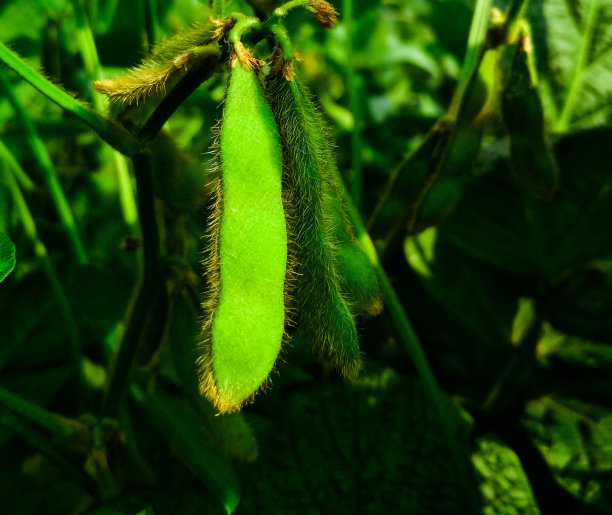 我是bean图片下载