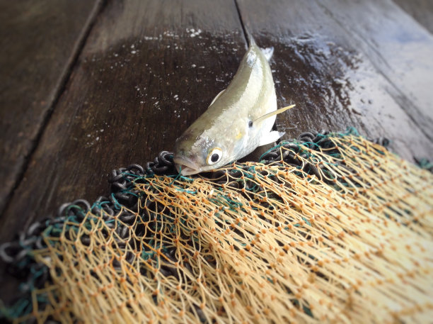 捕获的鱼图片下载