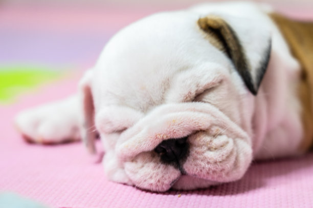 英国斗牛犬躺在彩色背景上。特写照片。白色的小狗在睡觉。图片下载
