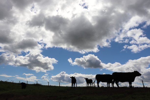 田野里肉牛的剪影图片下载