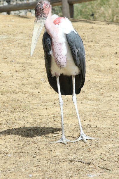 非洲隐士鸟图片下载