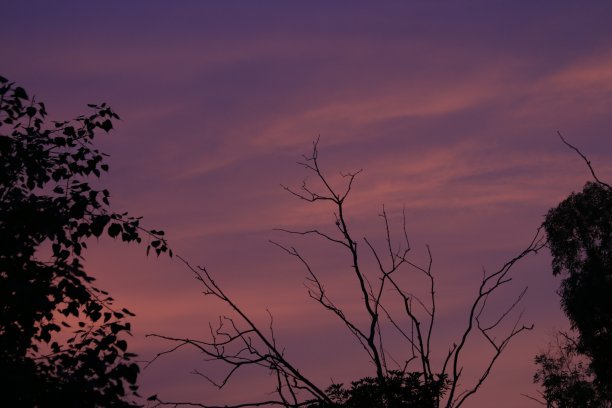美丽的紫色洋红夜空与轻微的云彩在背景和剪影的树枝在前景使这幅图片完美的桌面背景，演示封面和更多的形式的文本背景，书籍封面等图片下载