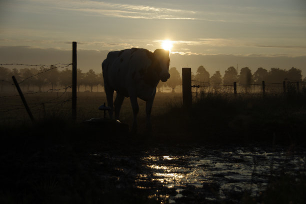 牛在轮廓图片下载
