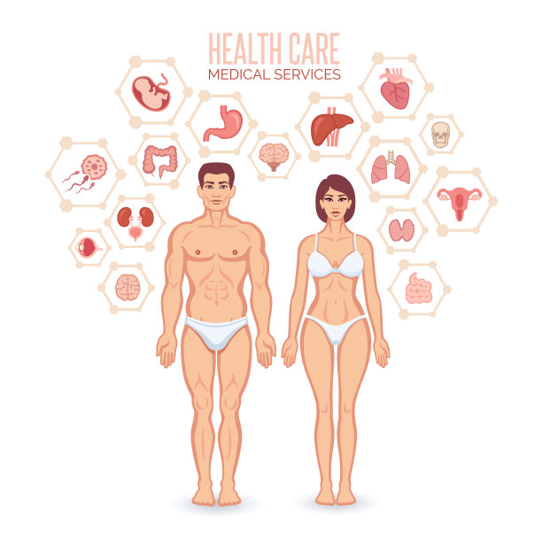 人体及内脏器官图片下载