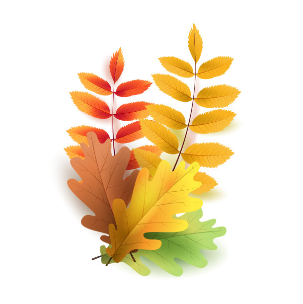 秋叶之静美。秋天的橡树叶色彩鲜艳。的模板图片下载