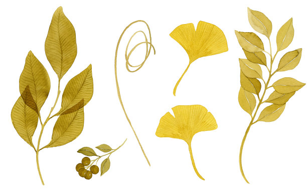 一套水彩画秋天的树枝和树叶在棕色的颜色。图片下载