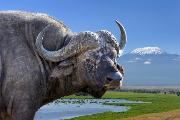 非洲野牛图片下载