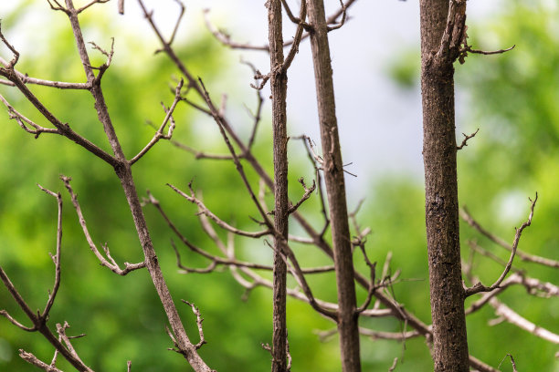 背景上干枯的树枝模糊了图片下载