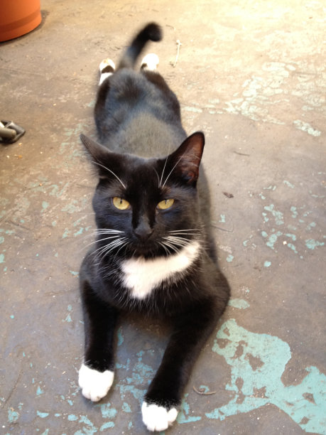 伸出猫图片下载