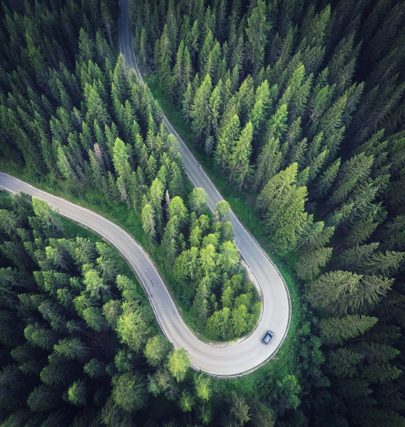 森林之路图片下载