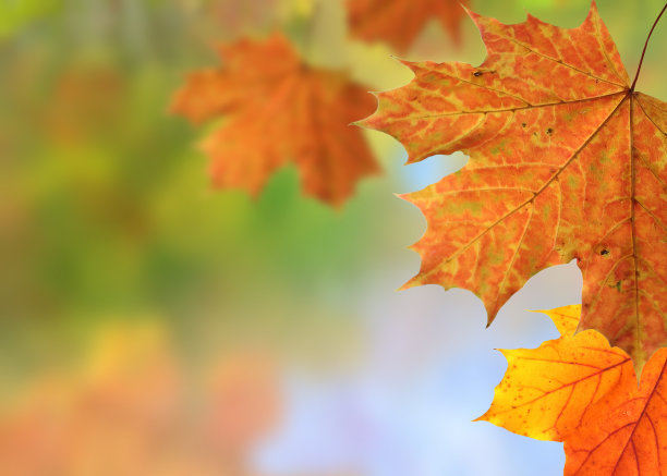 秋天的艺术背景图片下载