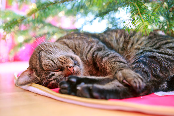 灰猫睡在圣诞树下图片下载