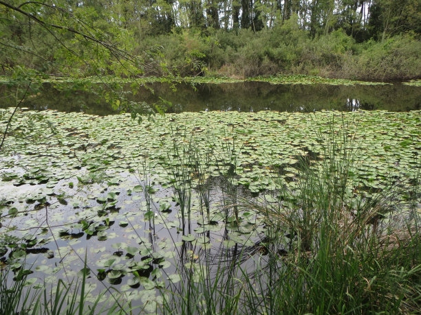 lotus丛林图片下载