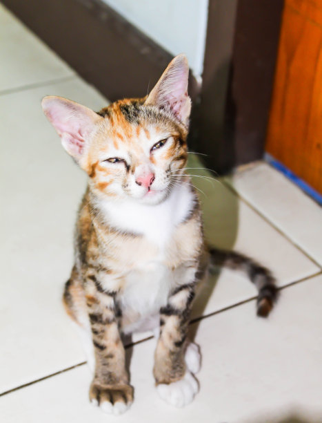 宏的脸可爱的单橙色的猫在家里图片下载